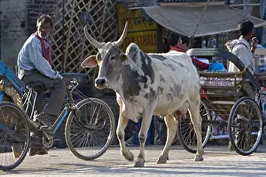 Bicycles: Sacred Cow walking in the middle of traffic India