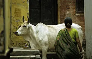 Insensitive: Sacred cow and woman in the streets of Varanaci