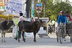 Bicycles: Sacred Cows in the middle of traffic in town India