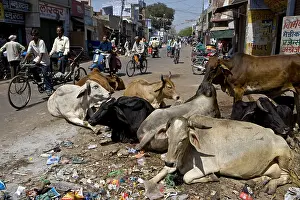 Bicycles: Sacred Cows in the middle of traffic in town India