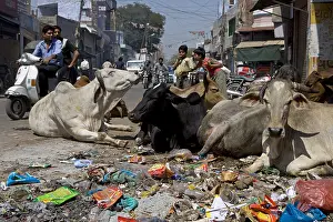 Insensitive: Sacred Cows in the middle of traffic in town India
