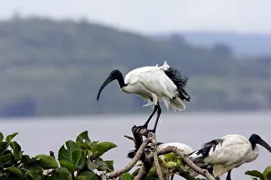 Threskiornis: Sacred Ibis