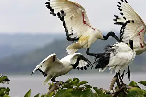Threskiornis: Sacred Ibis