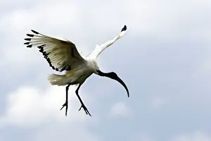 Threskiornis: Sacred Ibis