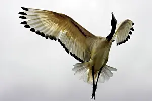 Threskiornis: Sacred Ibis