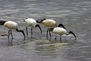 Threskiornis: Sacred Ibis
