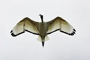 Threskiornis: Sacred Ibis