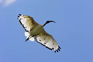Threskiornis: Sacred Ibis
