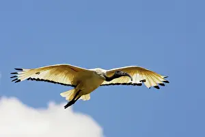 Threskiornis: Sacred Ibis