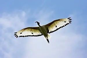 Threskiornis: Sacred Ibis