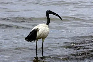 Threskiornis: Sacred Ibis