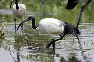 Threskiornis: Sacred Ibis