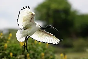 Threskiornis: Sacred Ibis