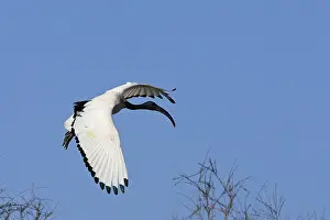 Threskiornis: Sacred Ibis