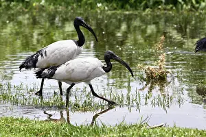 Threskiornis: Sacred Ibis