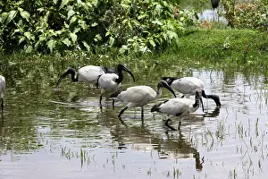 Threskiornis: Sacred Ibis