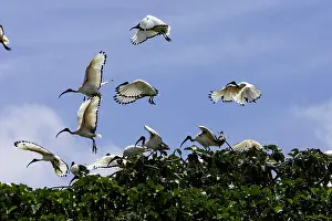 Threskiornis: Sacred Ibis