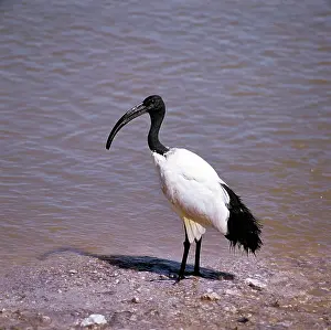Threskiornis: SACRED IBIS
