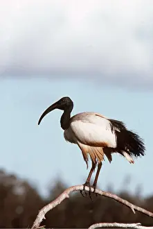 Ibis: SACRED IBIS