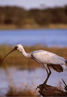 Peter Steyn: SACRED IBIS / AFRICAN SPOONBILL HYBRID - on rock