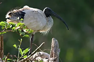 Threskiornis: Sacred Ibis - Back-lit image of a single bird