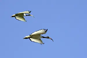 Threskiornis: Sacred Ibis - in flight
