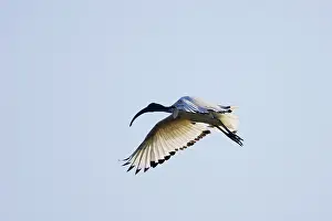 Threskiornis: Sacred Ibis - in flight