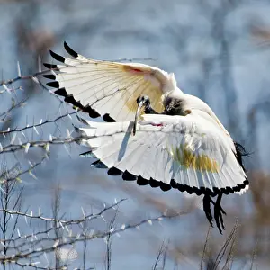 Threskiornis: Sacred Ibis in flight near Kamieskroon