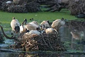 Threskiornis: Sacred Ibis - Group of birds on a large nest site