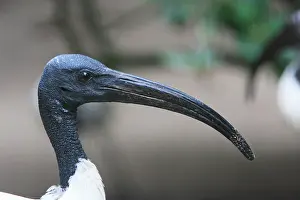 Threskiornis: Sacred Ibis - portrait of male, distribution - sub-Saharan