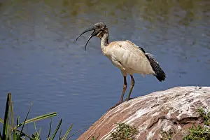 Conservancy: Sacred ibis, Threskiornis aethiopicus standing