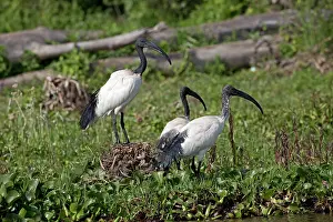 Naivasha: Sacred ibis, Threskiornis aethiopicus, standing