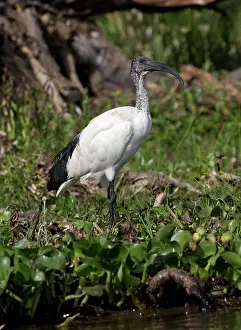 Naivasha: Sacred ibis, Threskiornis aethiopicus, standing
