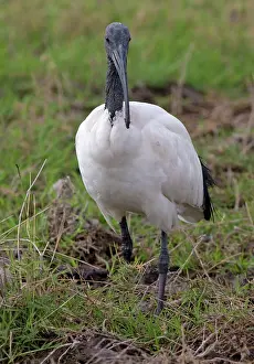 Threskiornis: Sacred Ibis wading in swamp Ambosei National Park, Kenya