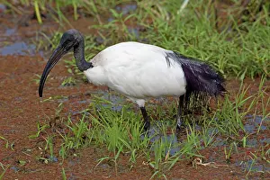 Threskiornis: Sacred Ibis wading in swamp Ambosei National Park, Kenya
