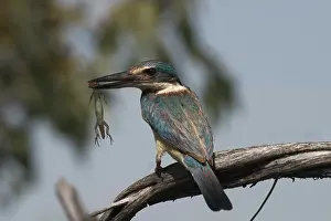 Todiramphus: Sacred Kingfisher