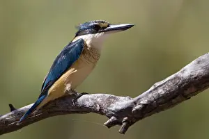 Todiramphus: Sacred Kingfisher