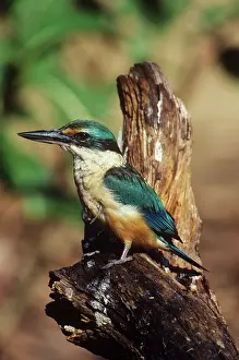 Todiramphus: Sacred Kingfisher