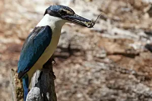 Vagans: Sacred Kingfisher