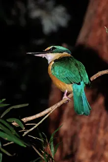Todiramphus: Sacred Kingfisher