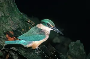 Alcedinidae: Sacred Kingfisher