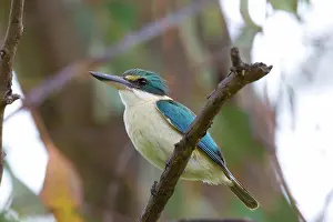 Alcedinidae: Sacred Kingfisher
