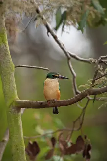 Werribee: Sacred Kingfisher