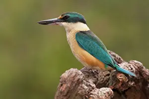Werribee: Sacred Kingfisher