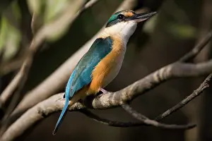 Todiramphus: Sacred Kingfisher - in mangroves