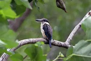 Kingfisher: Sacred Kingfisher (Todiramphus sanctus), Nelson