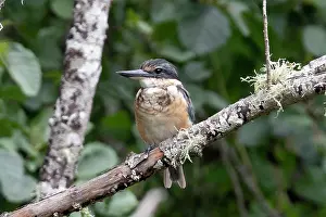 Kingfisher: Sacred Kingfisher (Todiramphus sanctus), Nelson
