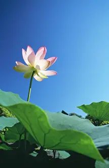 Chris Martin Bahr: Sacred LOTUS