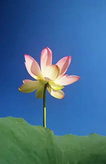 Chris Martin Bahr: Sacred LOTUS Lily
