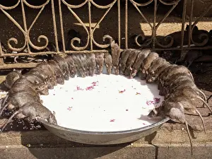 Rats: Sacred Rats, Karni Mata Temple or Rat Temple, Deshnoke